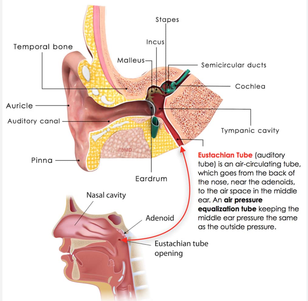 Linwood chiropractor explains C4 impact on hay fever, runny nose, hearing loss, adenoids and problems with nose, lips, mouth, and eustachian tubes.