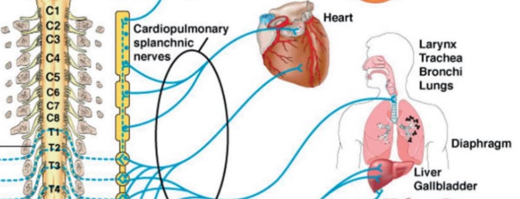 C6, nerves contribute to controlling heart, lungs, and tonsils