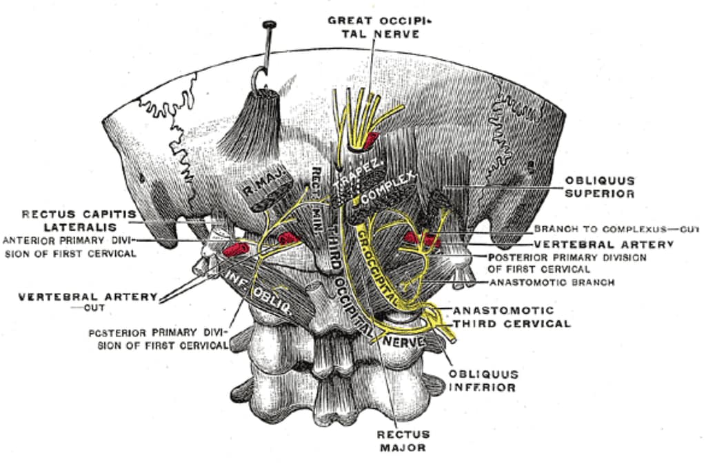 Linwood Chiropractor explains how C2 nerves impact allergies, sinuses, and ear problems.