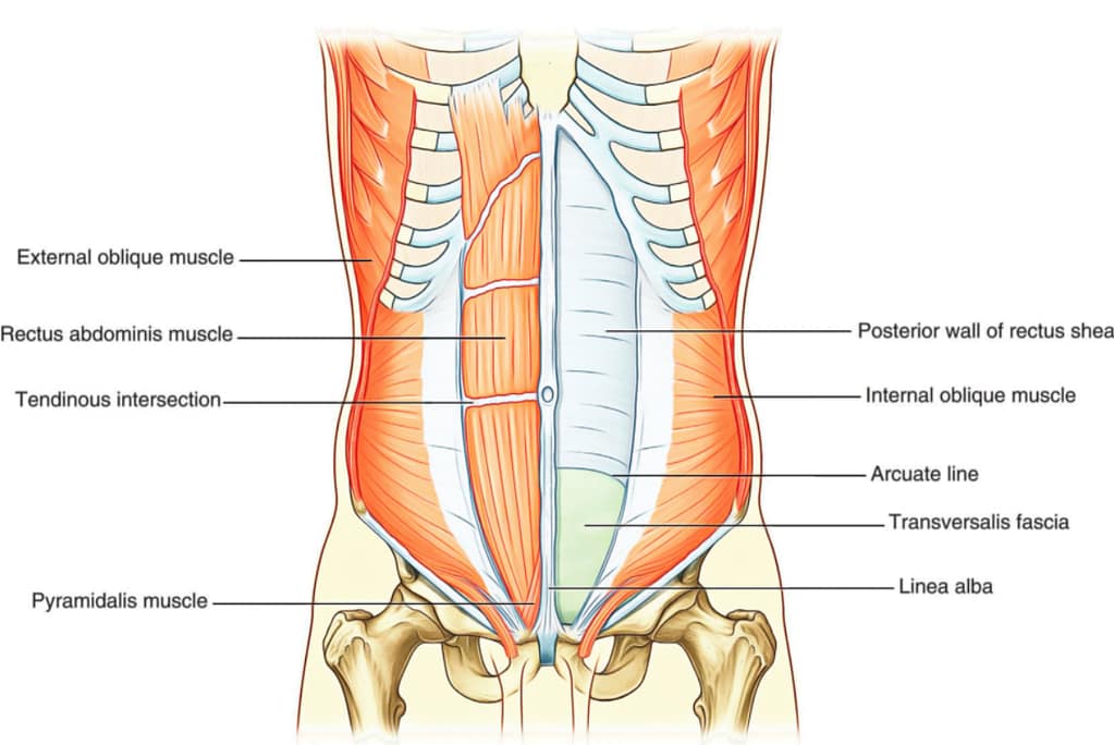 Abdominal and Oblique for low back relief from Linwood Chiropractor