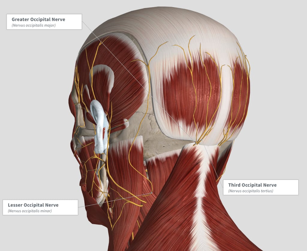 Linwood Chiropractor explains how occipital nerves impact the muscles of the head and neck