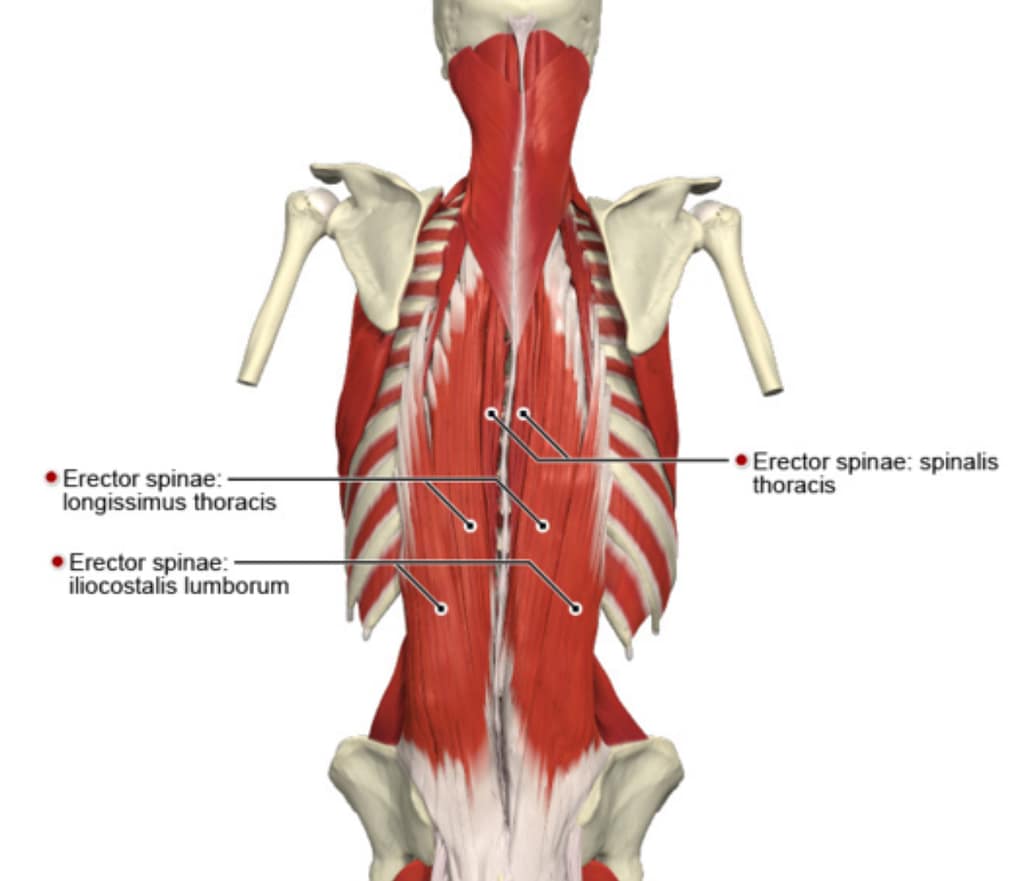 Lumbar Paraspinal for low back relief from Linwood Chiropractor