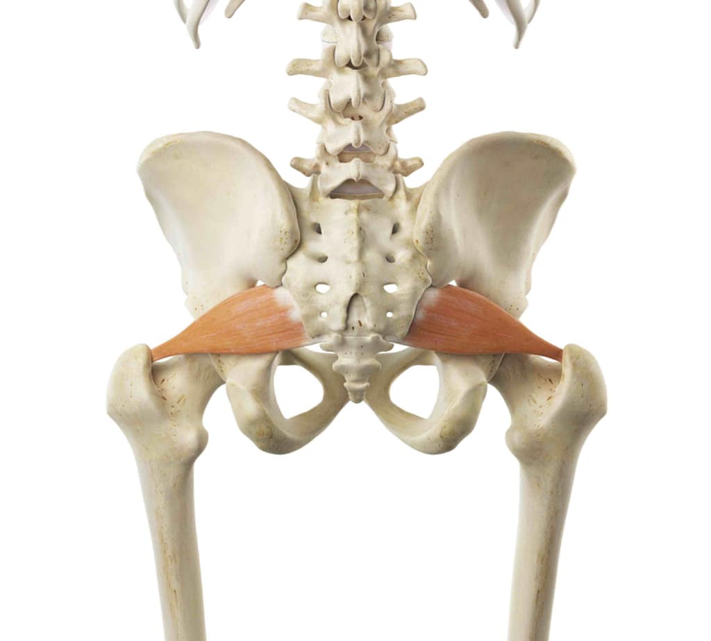 Piriformis for low back relief from Linwood Chiropractor