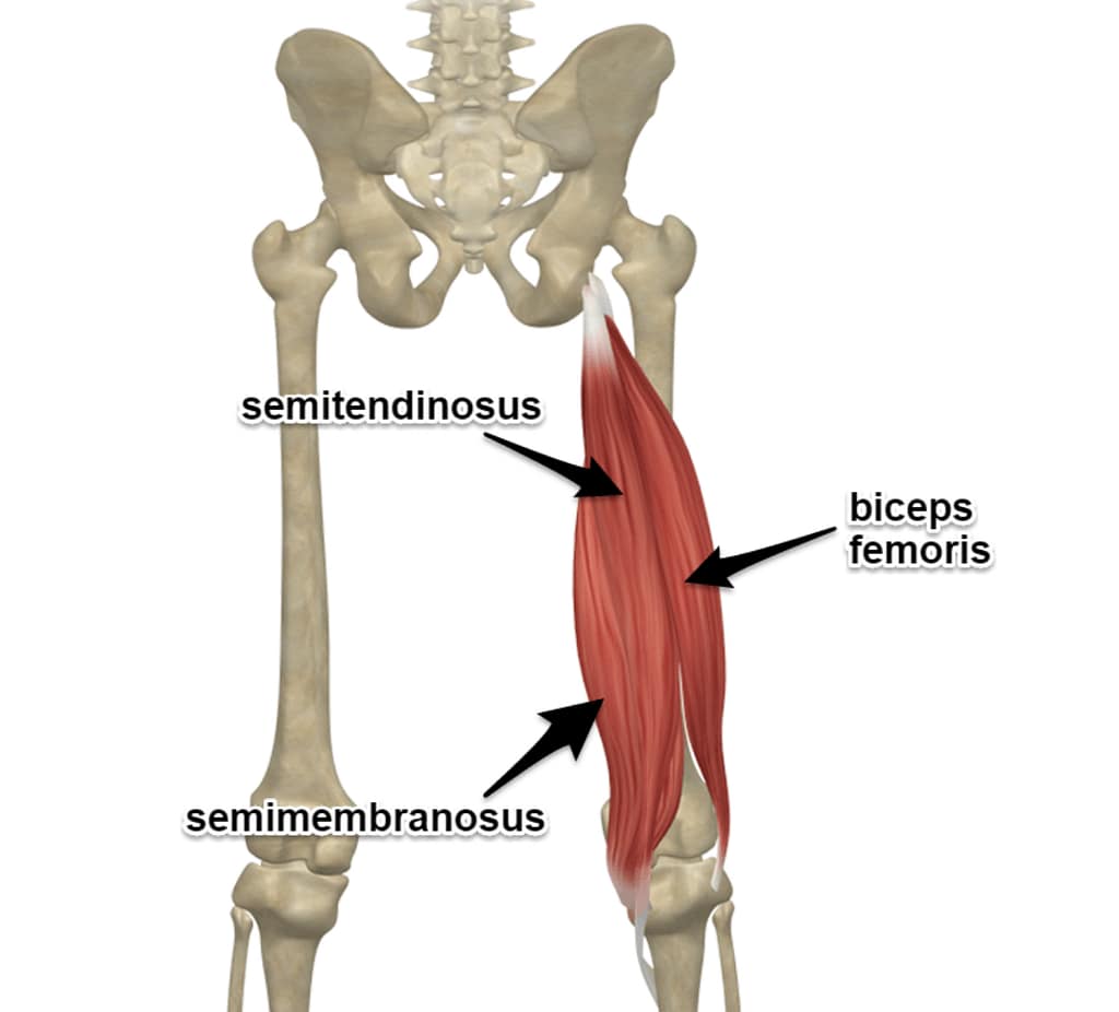 Hamstrings for low back relief from Linwood Chiropractor