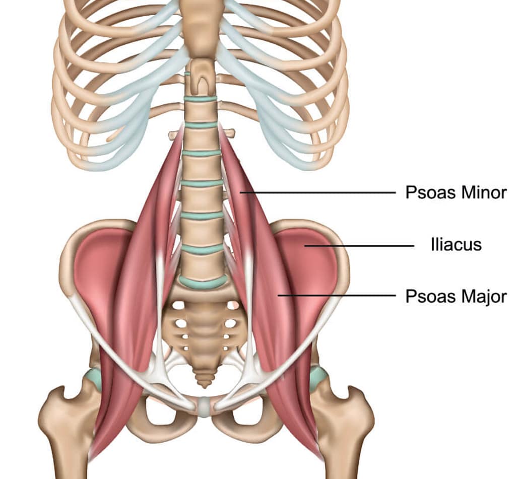 Psoas for low back relief from Linwood Chiropractor