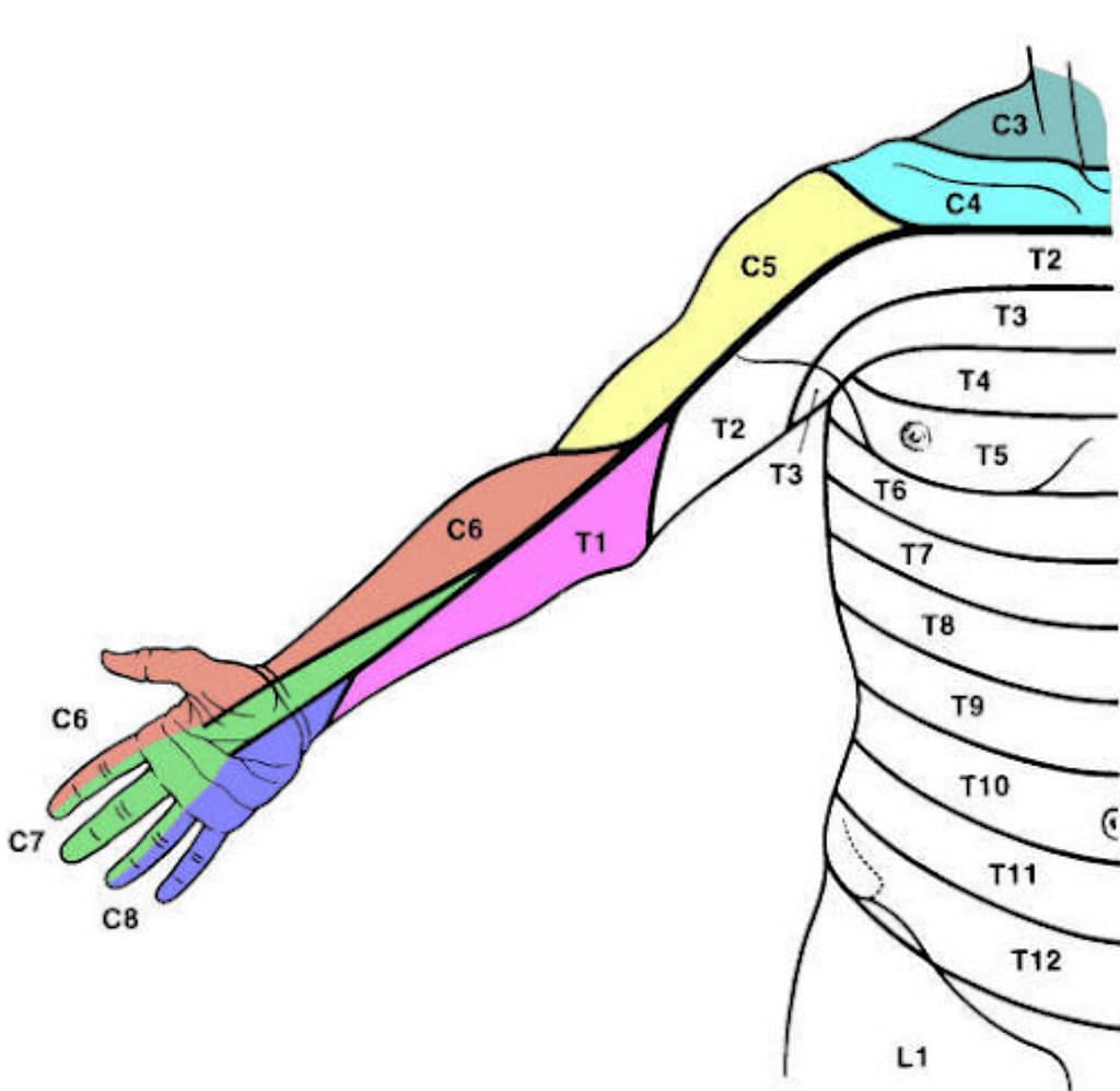 C6 sensory nerves in the forearms, thumb, and first finger