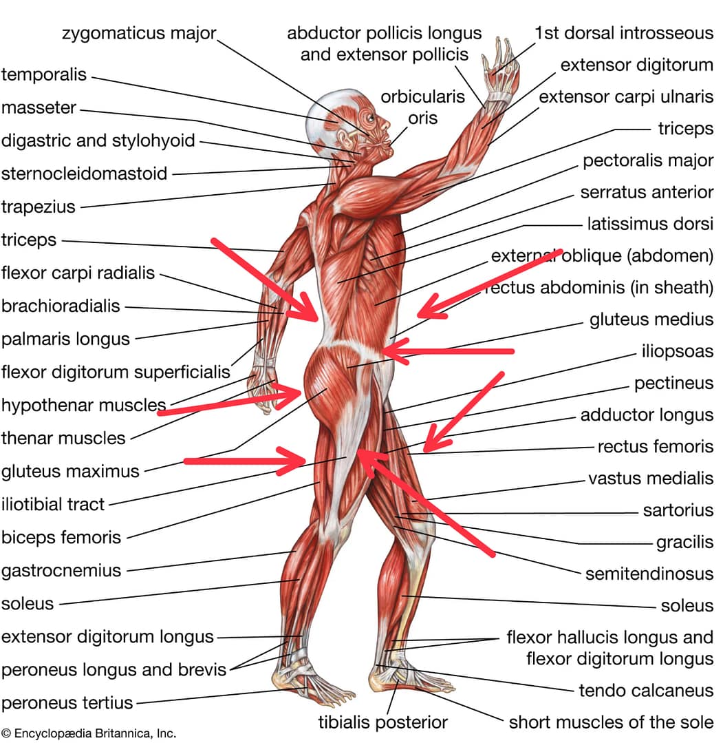 7 Muscles to Stretch for Low Back Relief: Tips from a Linwood Chiropractor