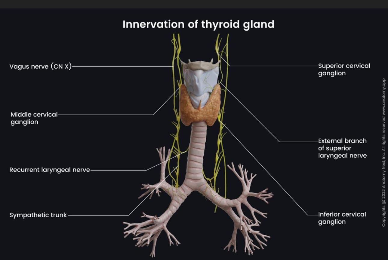 C7 nerves to thyroid