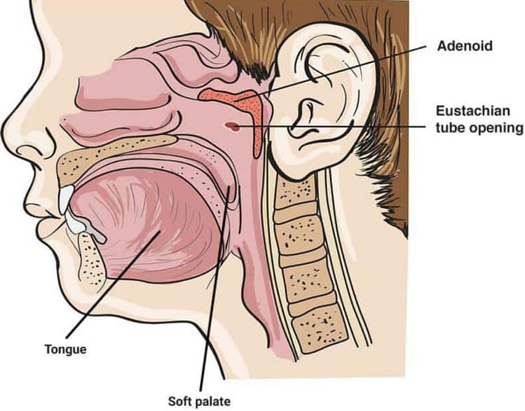 Linwood Chiropractor explains how C4 nerves impact adenoid and Eustachian tube.