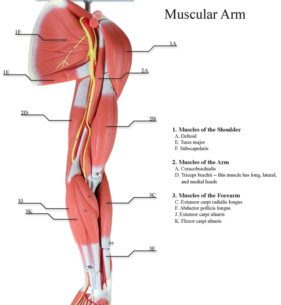 C6 Nerves control muscle of the shoulder, arm, and wrists